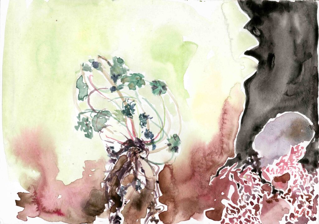 Ceropegia
2016
Aquarell on paper
14,7 x 20,9 cm